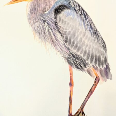 Blue Heron watercolor by-Elena Mahoney