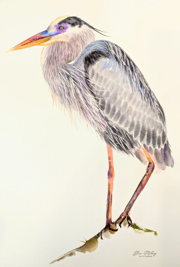 Blue Heron watercolor by-Elena Mahoney
