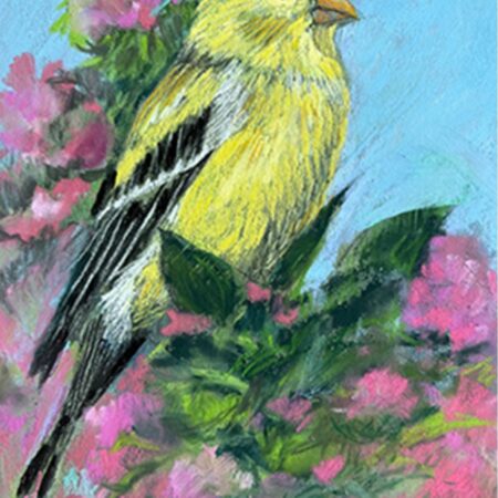 Goldfinch-Pastel by Susan Fink