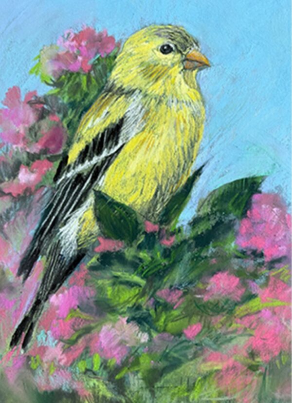 Goldfinch-Pastel by Susan Fink