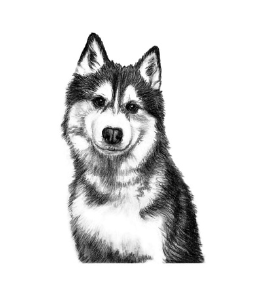 Husky -Drawing with Anna Festa